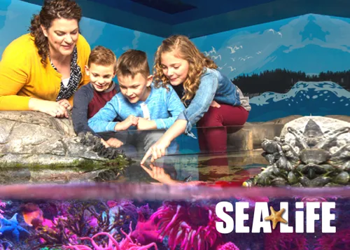 Touch pool | SEA LIFE